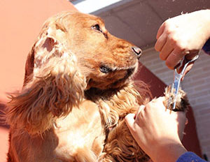 Ermuan txakurren ile-apaindegia