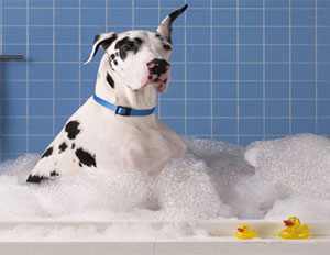 Ermua Animal Vets Ermuan ileapaindegia